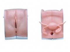 (yng)߼ŮԱָ(do)ģ